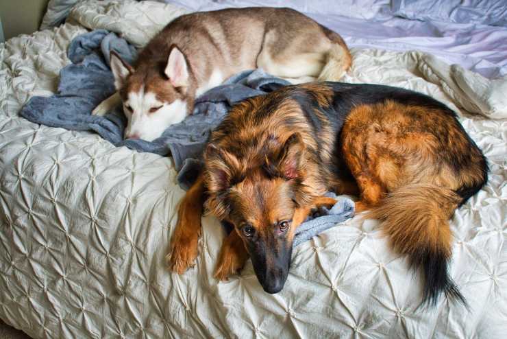 Cani sul letto