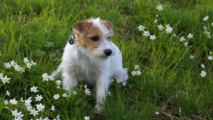 Camomilla per le zecche del cane