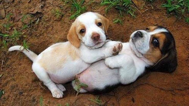 cuccioli cani giocano montano cane monta altri cani