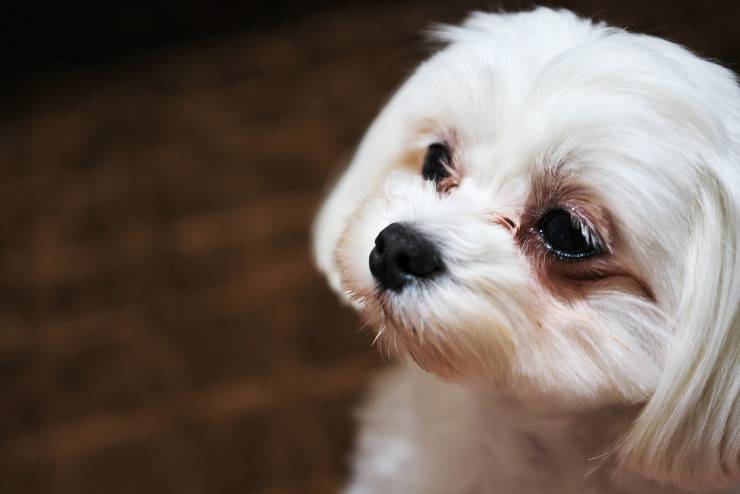 macchie sotto gli occhi del cane