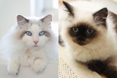 Gatti con pelo lungo