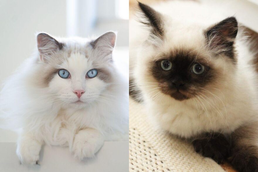 Gatti con pelo lungo