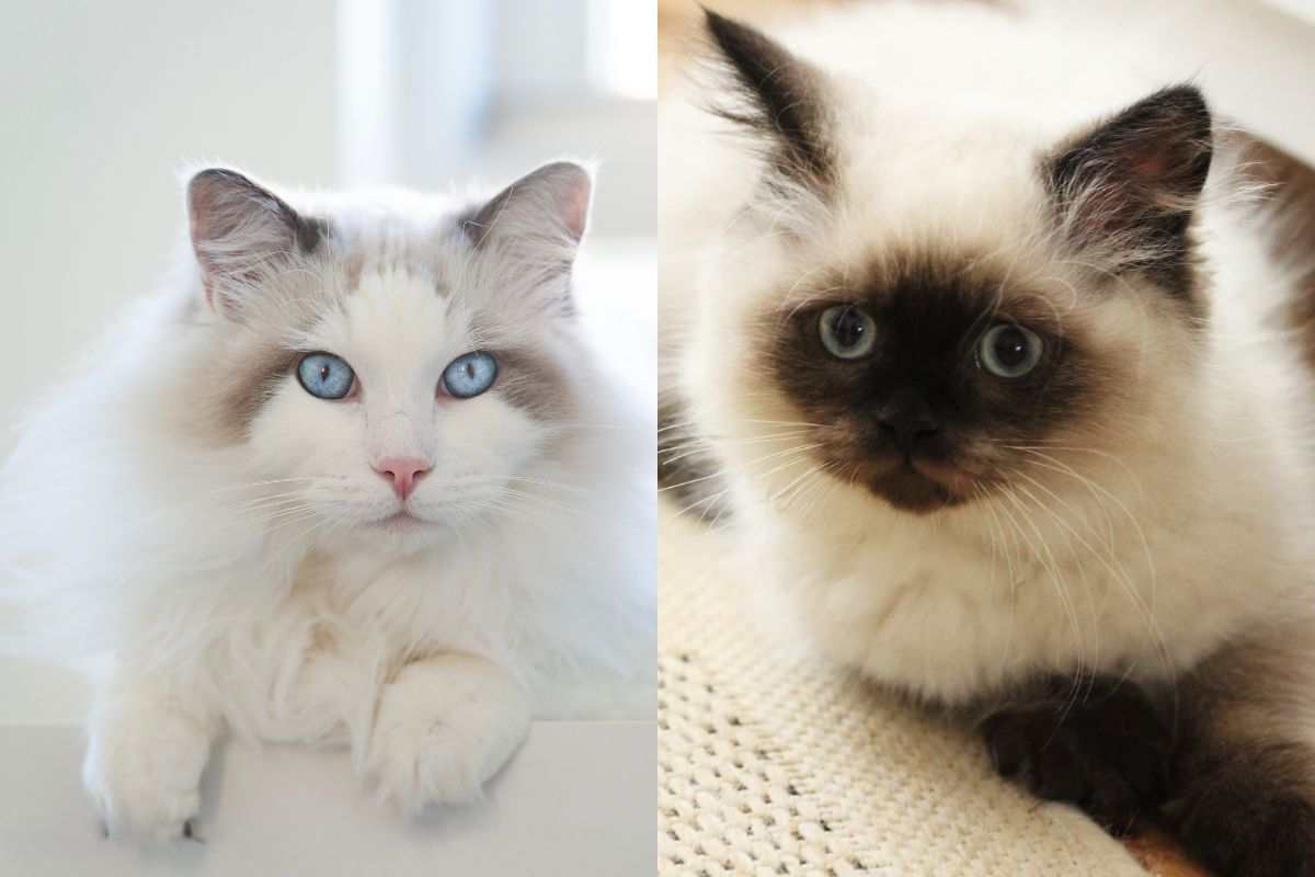 Gatti con manto lungo