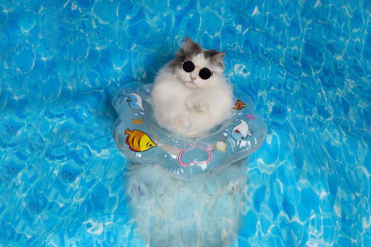 gatto in piscina