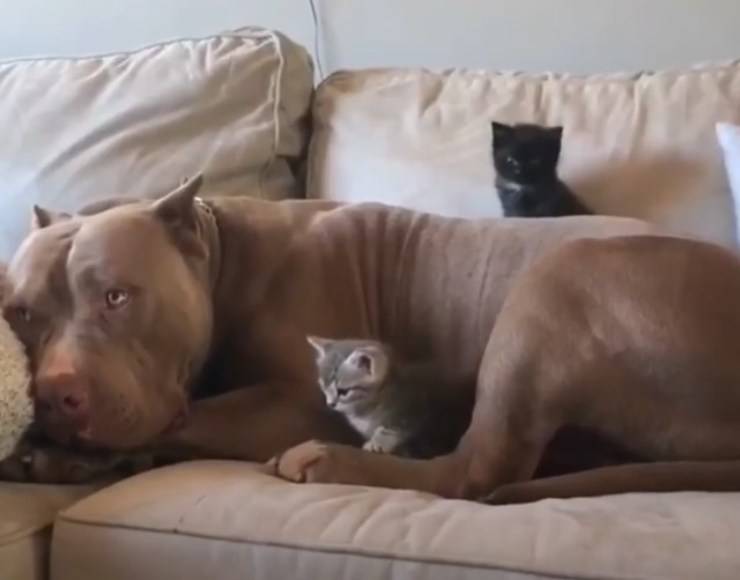 gattini pitbull mamma