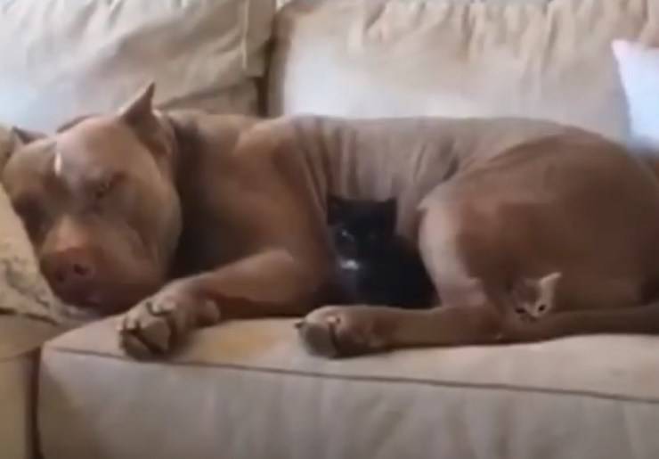 gatti pitbull mamma