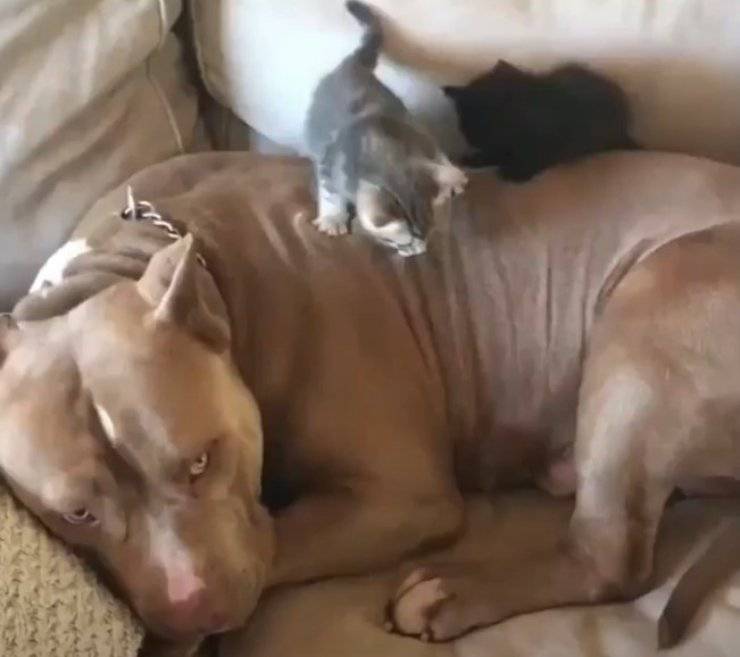 gattini pitbull mamma