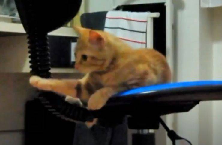 gattino gioca sedia girevole