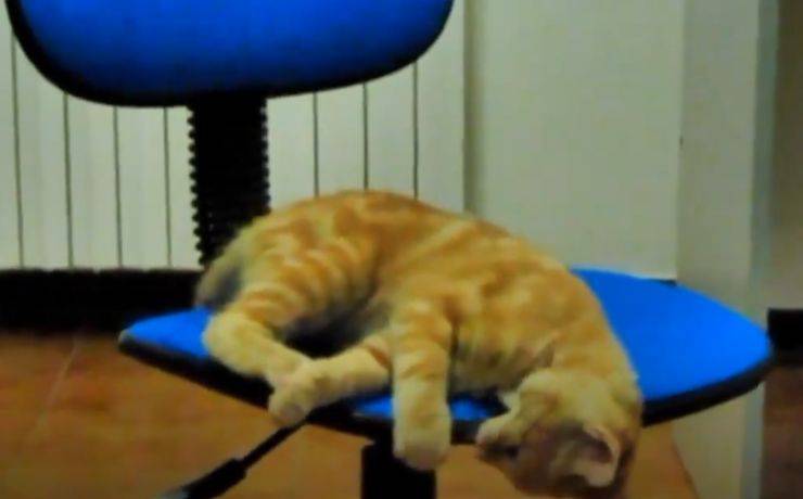 gattino gioca sedia girevole