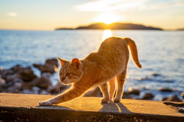 gatto al mare