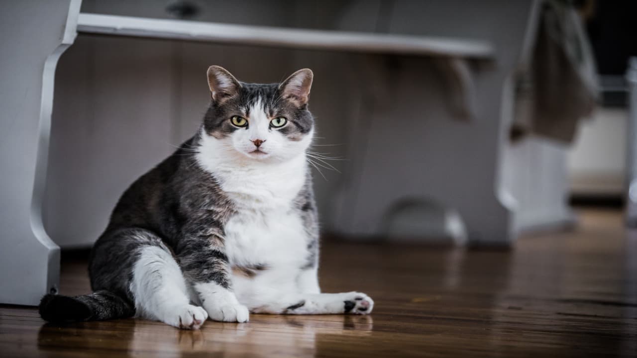 Gatto obeso, proprietario obeso