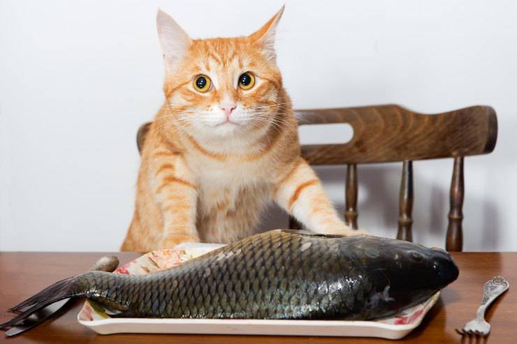 il gatto può mangiare la pelle del pesce