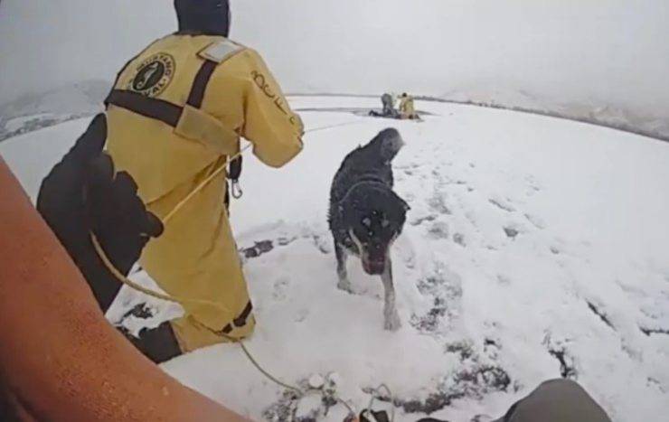 cane uomo acqua ghiacciata