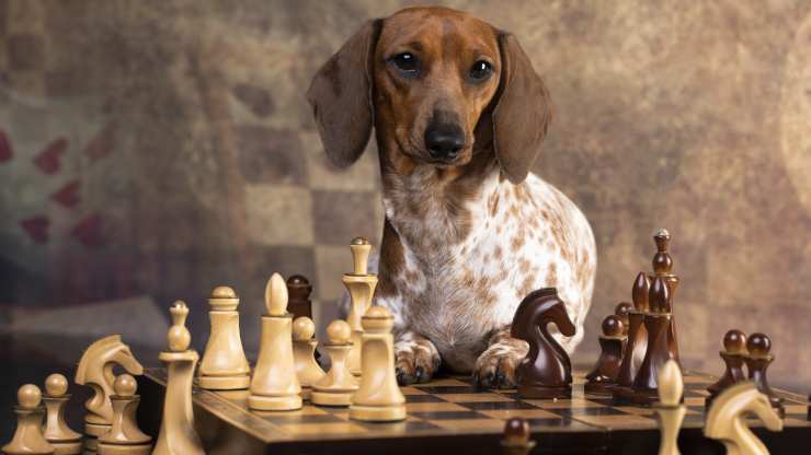 giochi intelligenza cani