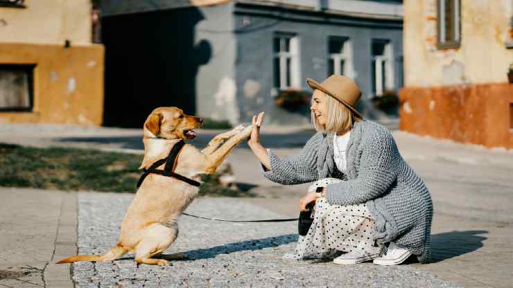 Un cane pieno di gioia (Foto Pixabay)