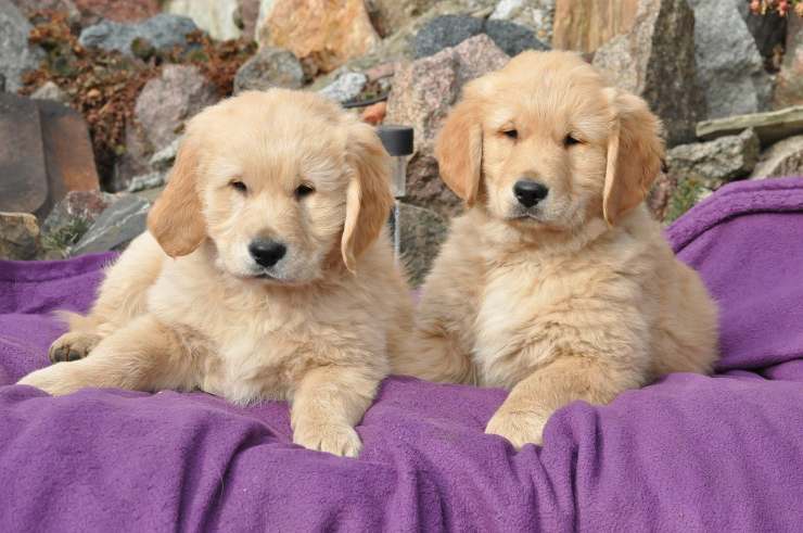 due golden retriever abbandonati 