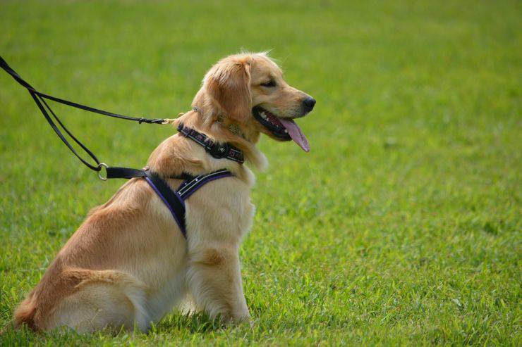 golden retriever caratteristiche