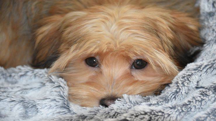 Il cane fa gli occhi dolci