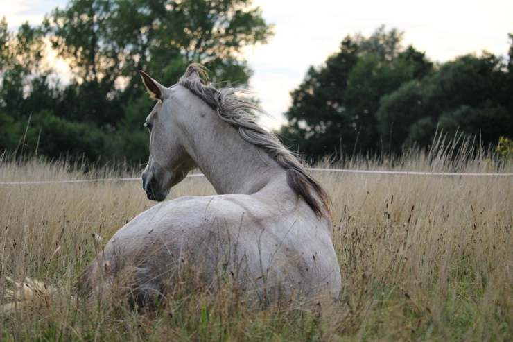 Il cavallo si sdraia per dormire