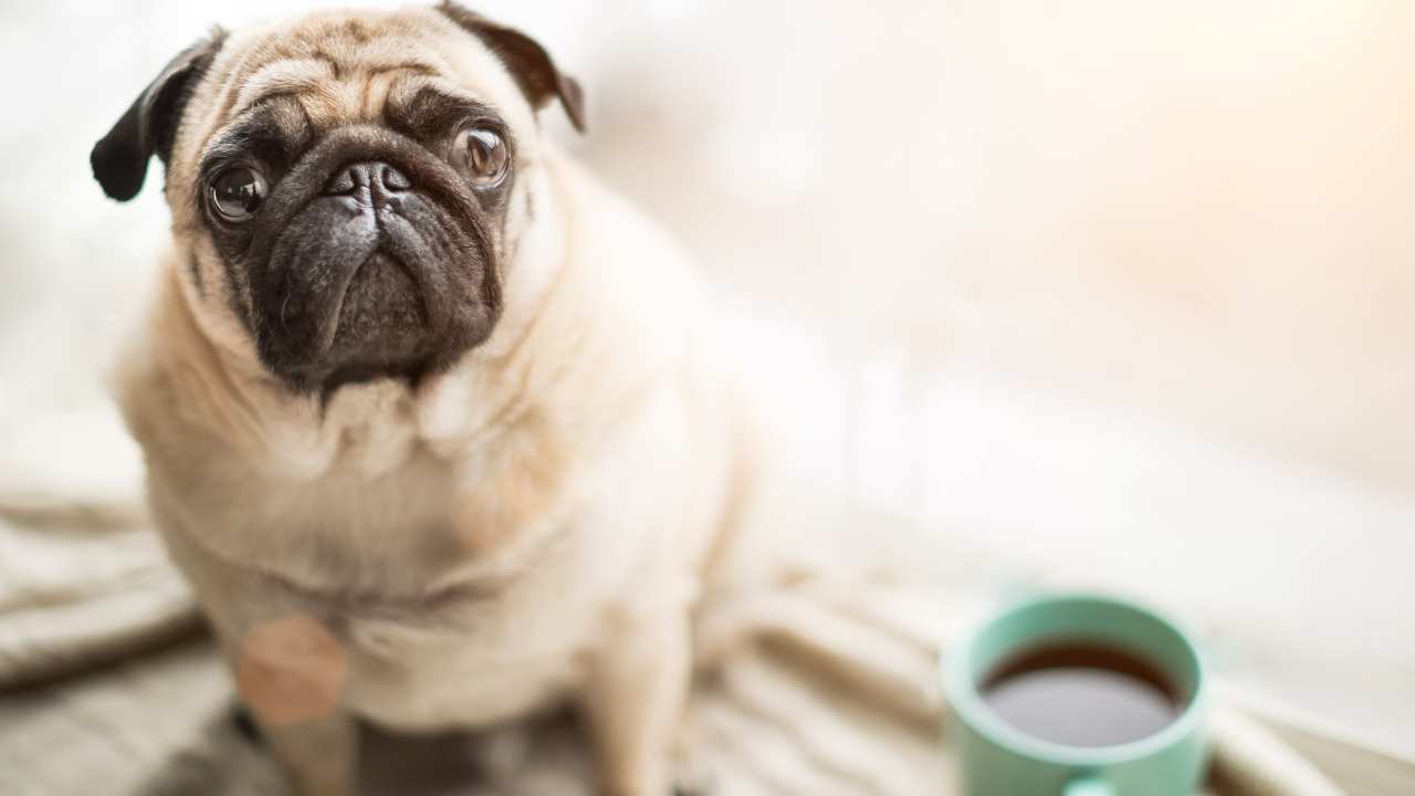 Il cane ha la nausea ecco perché e cosa fare a riguardo