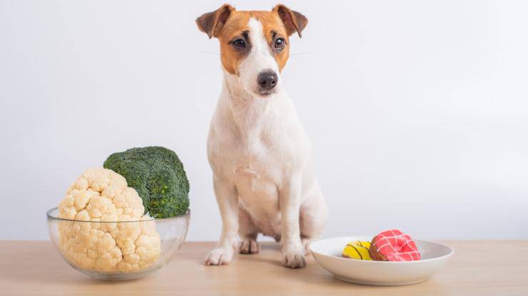 il cane può mangiare il cavolfiore