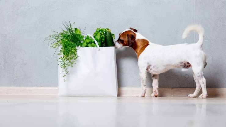 il cane può mangiare il sedano