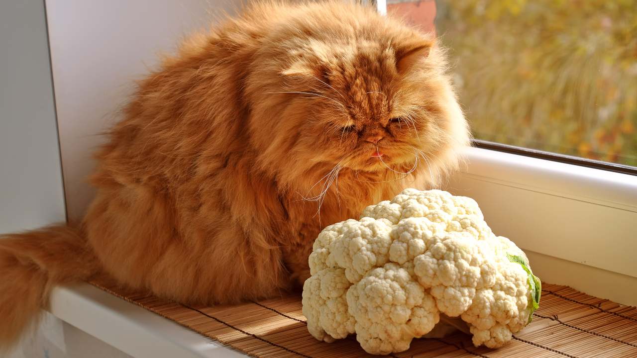 I Gatti Sentono Se Stai Male