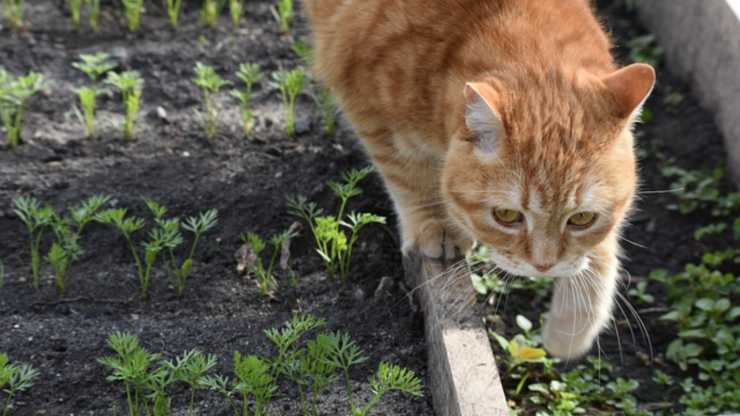 il gatto può mangiare il sedano