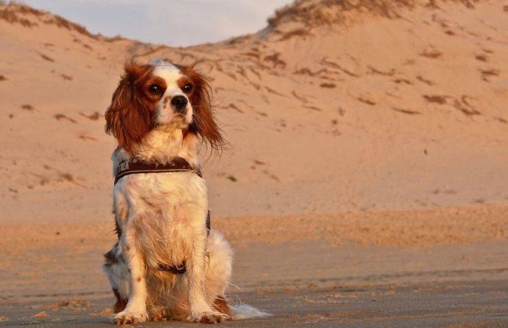 cagnolina 65 giorni deserto