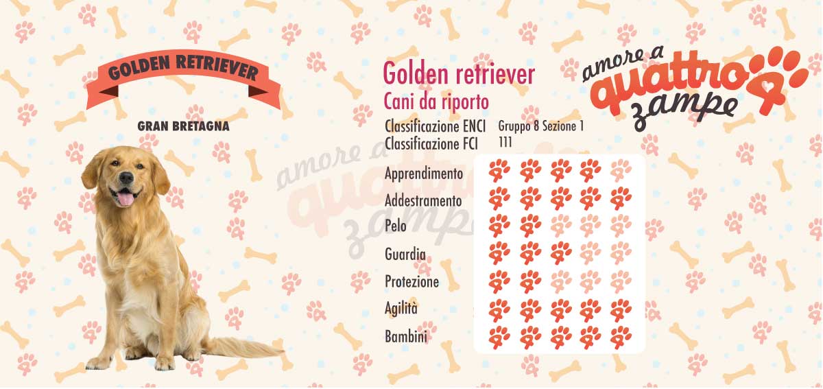 infografica golden retriever