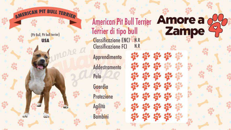 infografica american pitbull pit bull terrier