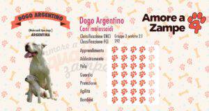 infografica cane dogo argentino