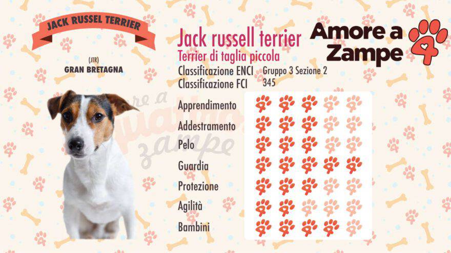 infografica Jack Russell scheda razza