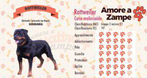 infografica cane rottweiler