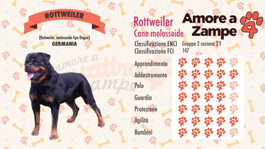 infografica cane rottweiler