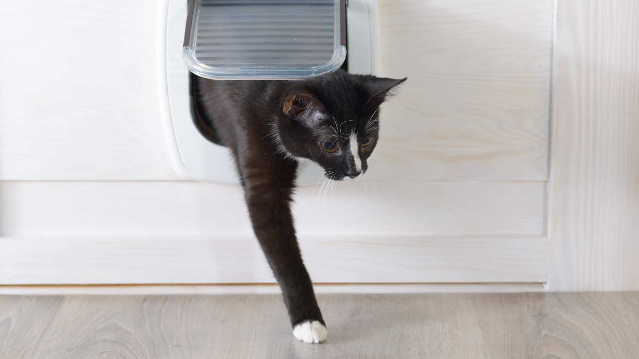 Come Insegnare Ad Un Gatto Randagio Ad Usare La Lettiera