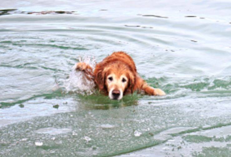 cane uomo acqua ghiacciata