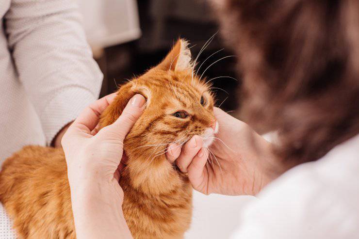 cura delle orecchie del gatto