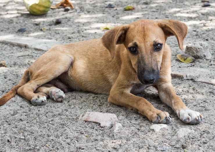 tubi mangiare bere cani randagi