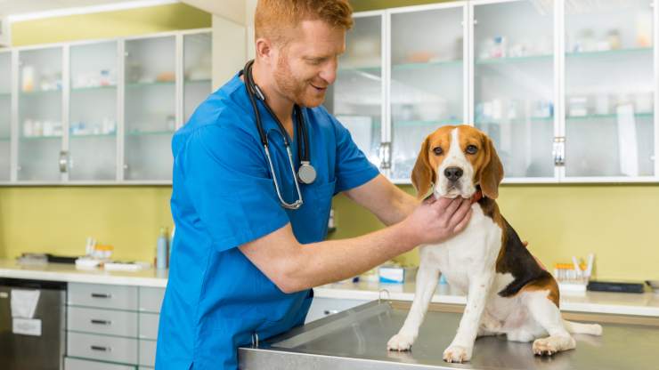 malattie comuni beagle