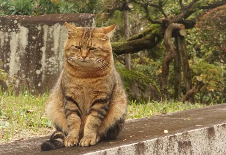 mamma gatta cerca cuccioli 