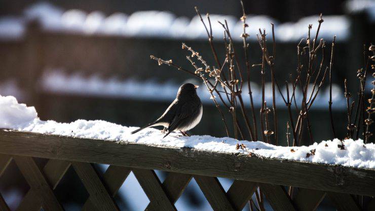 proteggere animali neve italia