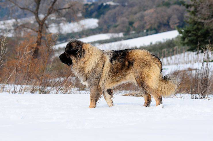 cane pastore del caucaso