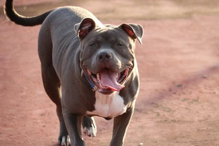 pitbull american pit bull terrier