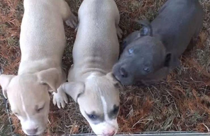 cagnolini abbandonati sacchetto plastica