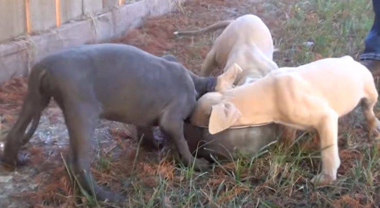 cagnolini abbandonati sacchetto plastica tre 