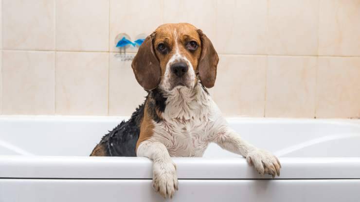 prendersi cura del pelo del beagle