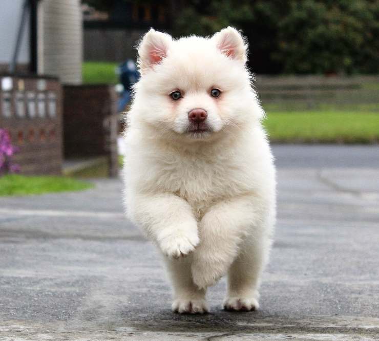 bambini acciuffare cane 