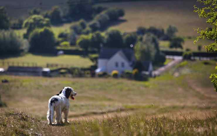 Cucciolo solo in campagna (Foto Pixabay)