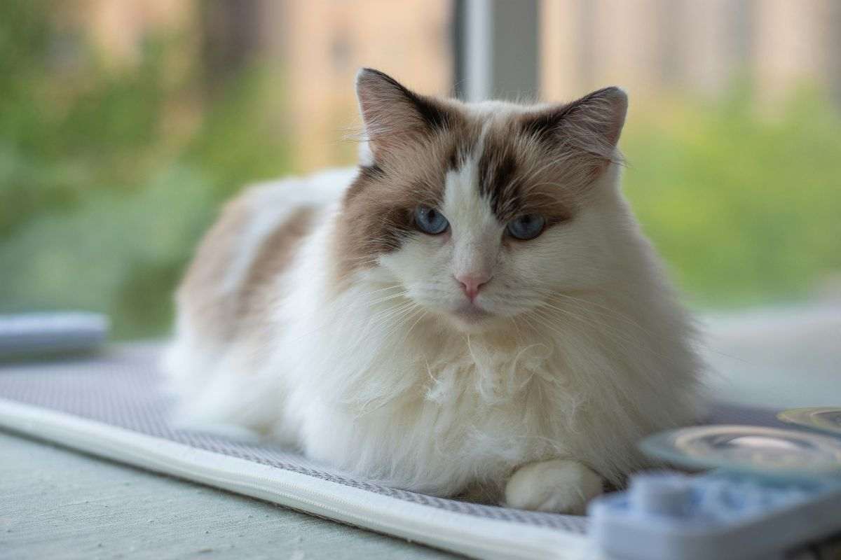 ragdoll